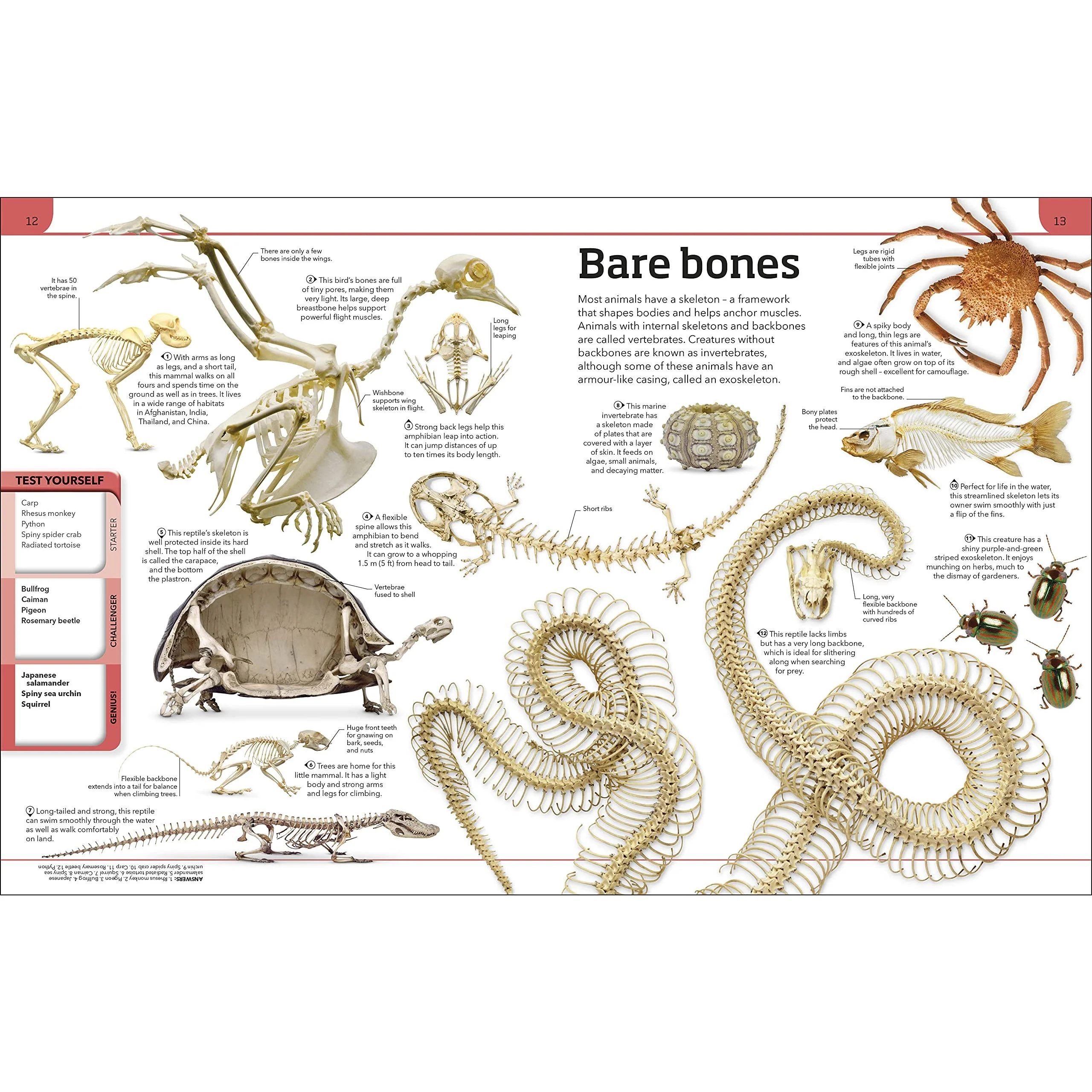 Animal Knowledge Genius!: A Quiz Encyclopedia to Boost Your Brain - Image 2