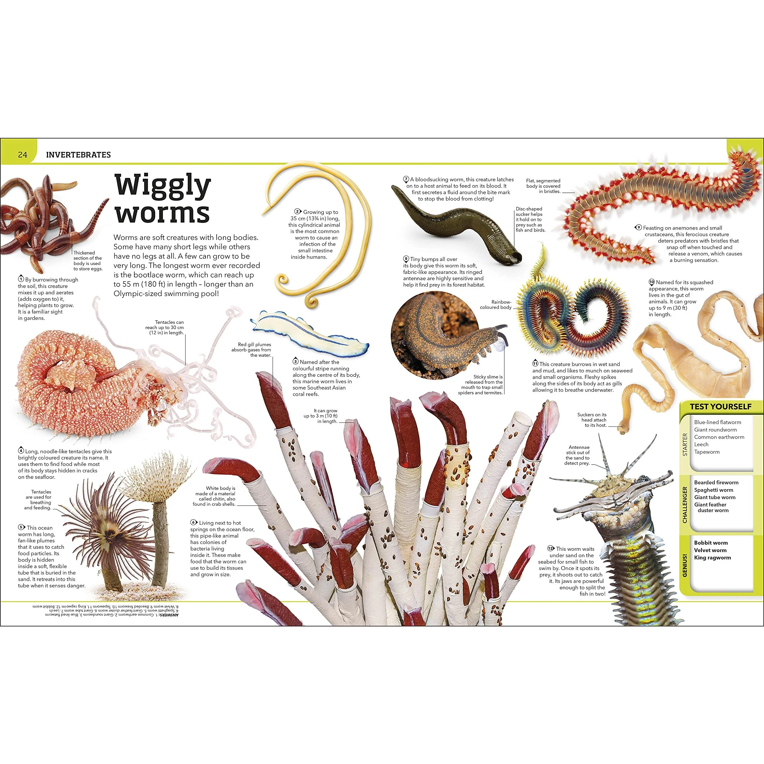 Animal Knowledge Genius!: A Quiz Encyclopedia to Boost Your Brain - Image 3