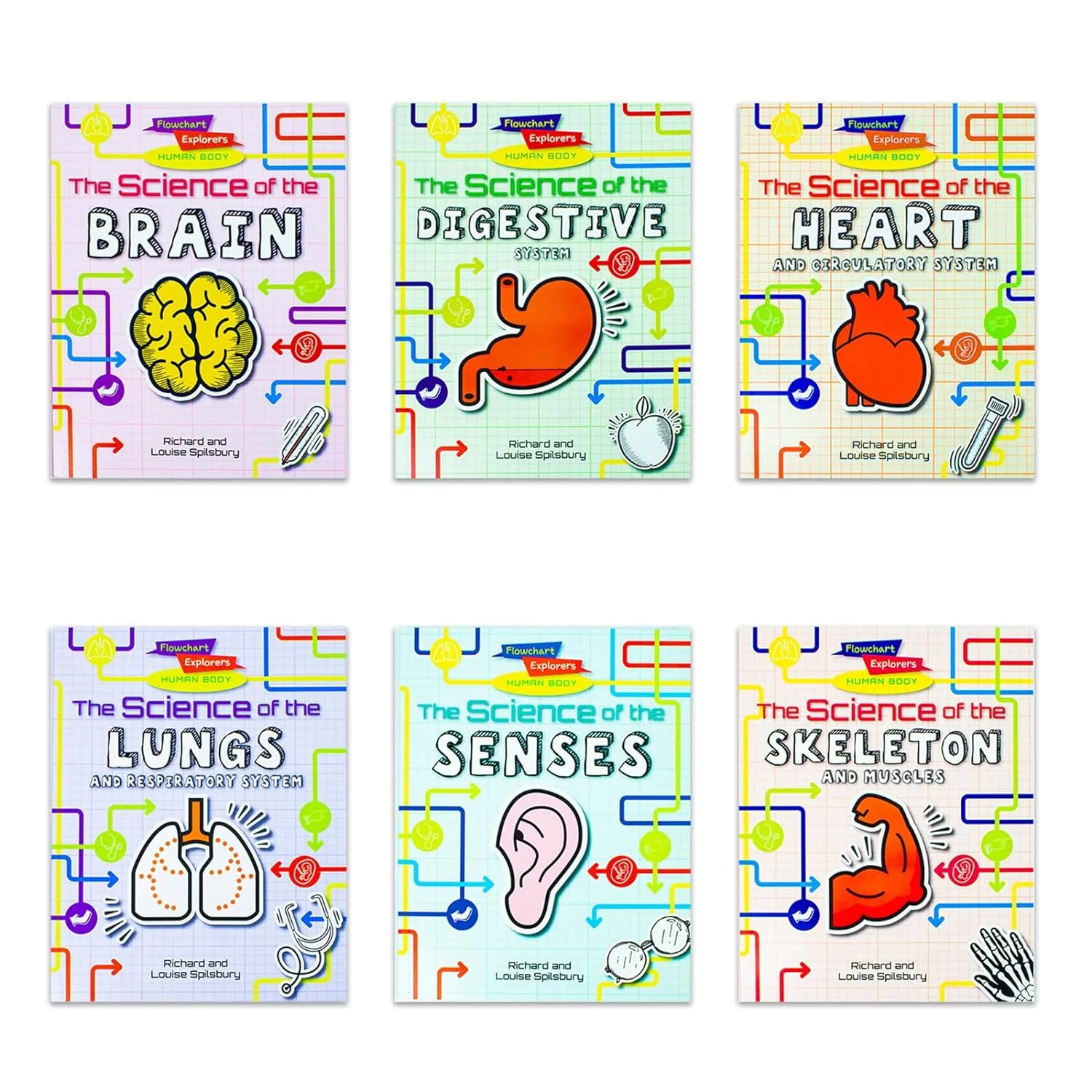 Flowchart Explorers Human Body STEM 6 Science Books Set: (Brain, Digestive, Heart, Lungs, Senses, Skeleton) - Image 2