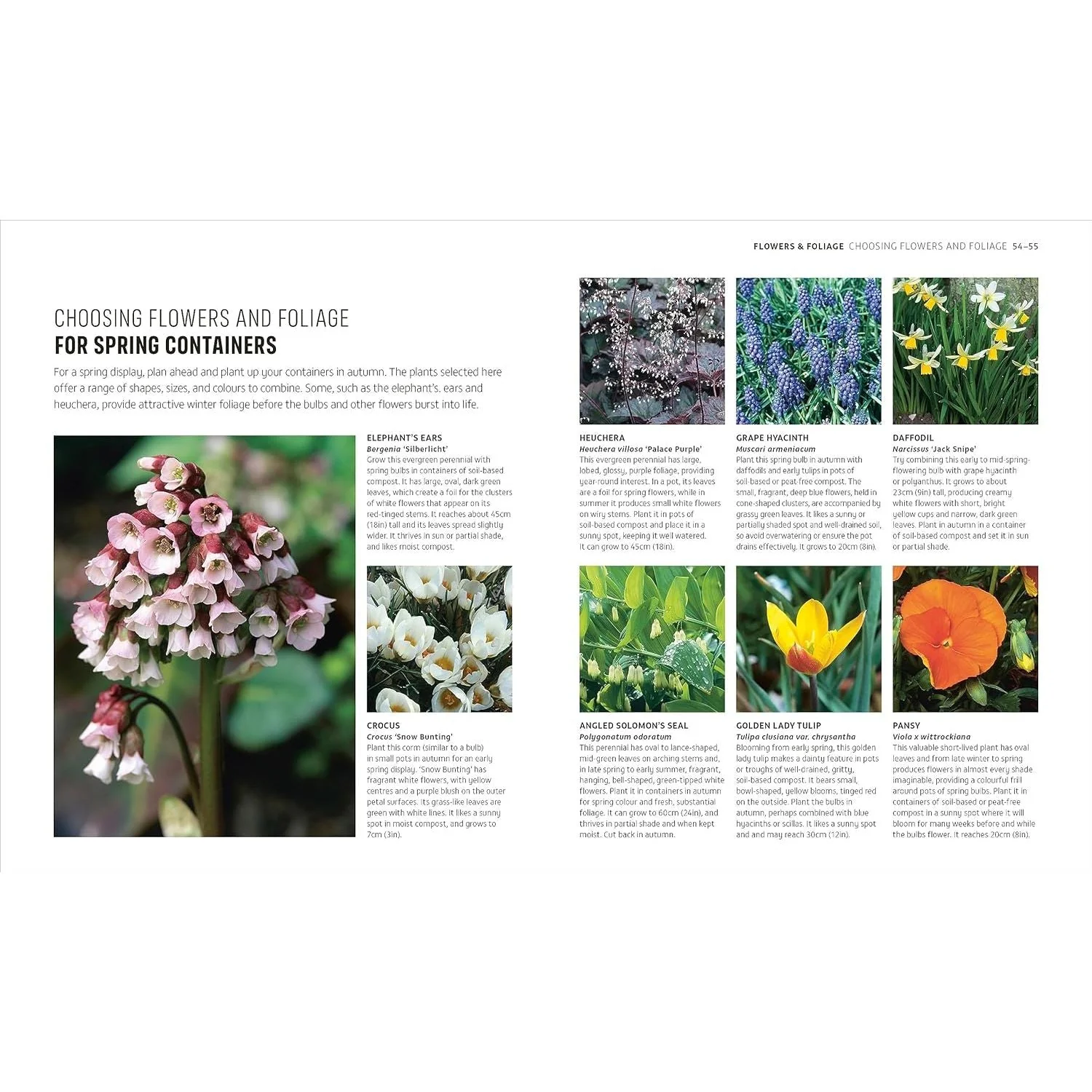 RHS How to Garden When You’re New to Gardening | The Basics for Beginners Step-by-Step Guide - Image 4