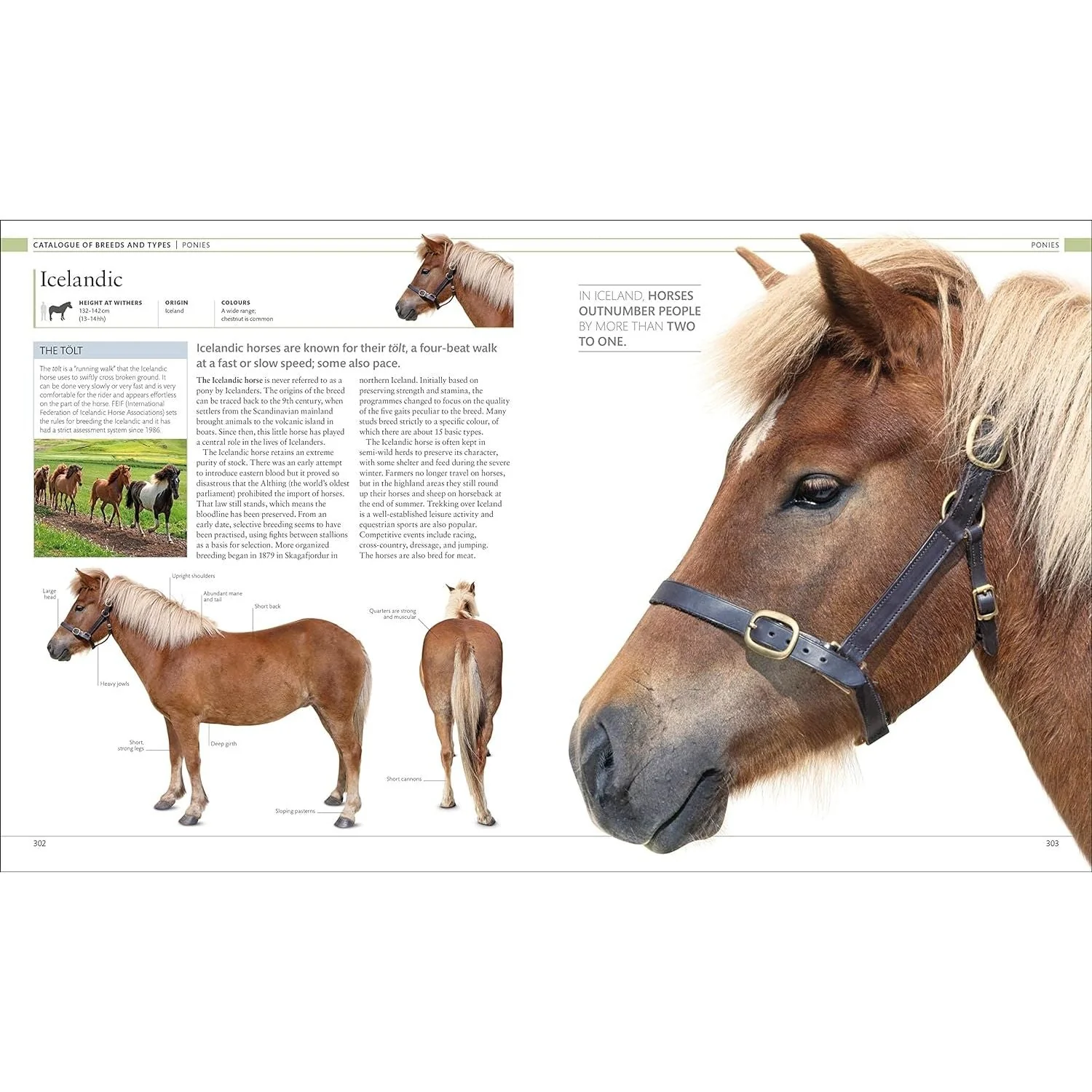 The Horse Encyclopedia (DK Pet Encyclopedias) by Elwyn Hartley Edwards - Image 6
