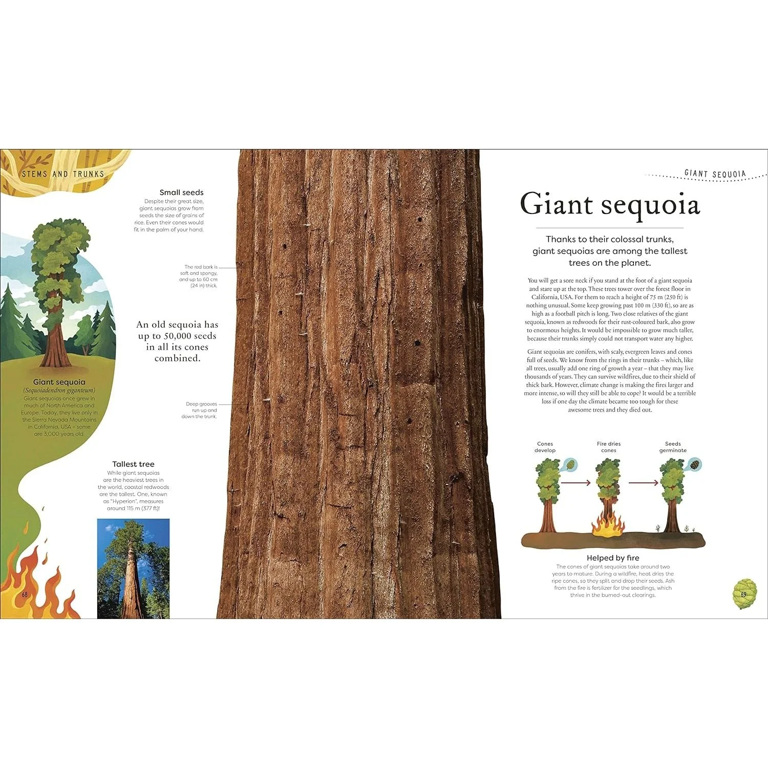 The Secret World of Plants: Tales of More Than 100 Remarkable Flowers, Trees, and Seeds by Ben Hoare (DK Treasures) - Image 7